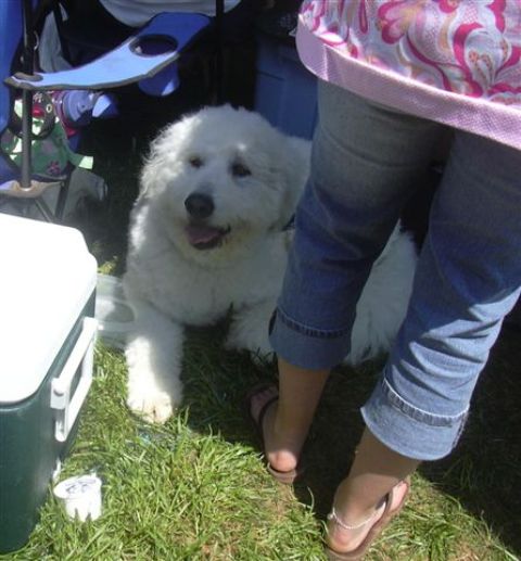 /images/events/11/Bark in the Park 2008 017.jpg